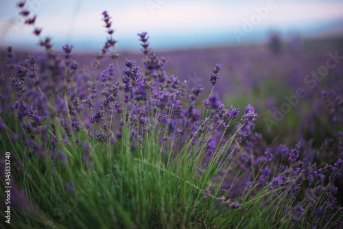 Flowers in lavender fields in Provence