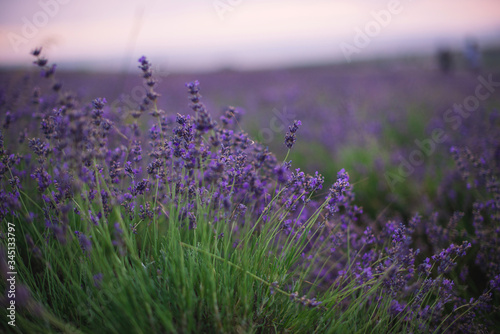 Flowers in lavender fields in Provence