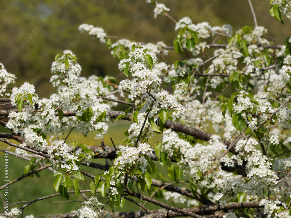 Prunus mahaleb Cerisier de SainteLucie Bois de SainteLucie Faux — free download