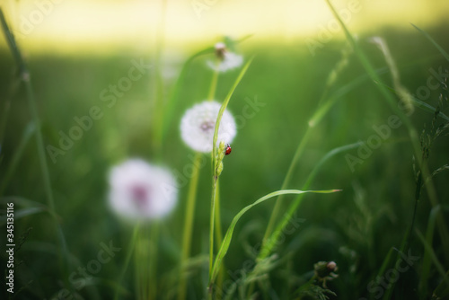 Ladybug crawling on a dandelion stalk