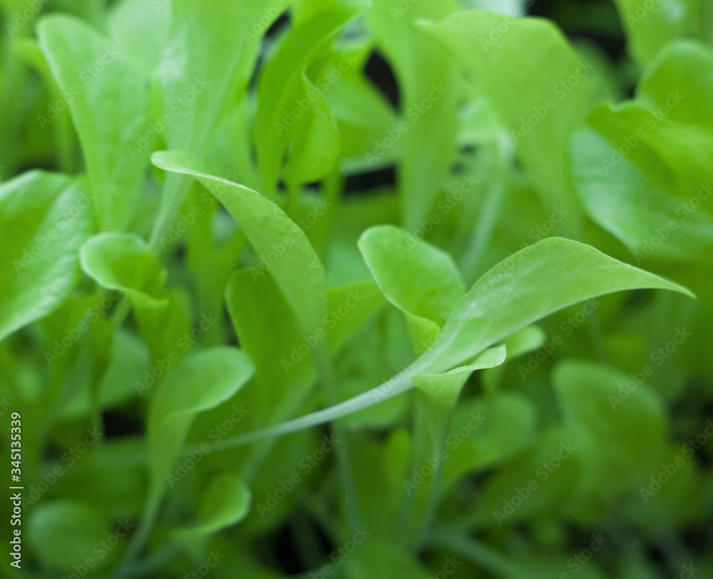 Growing the lettuce.