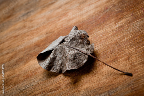An old, withered twisted leaf from a tree, photographed on a cracked wooden surface. Symbolizes the old and the frailty of everything.