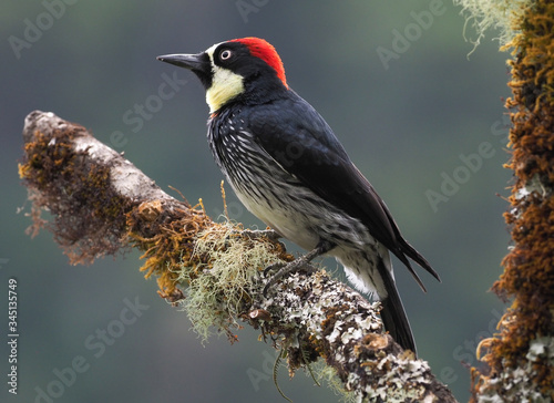 Eichelspecht in Costa Rica