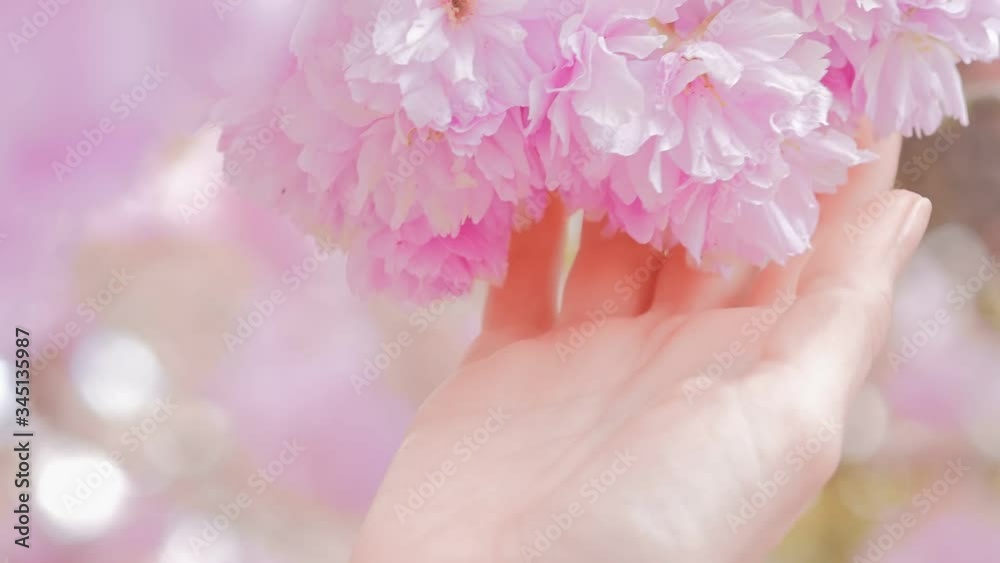 Woman hand touching sakura blossoms tree flowers, tree with flowers. Woman hand touching sakura blossoms tree flowers, tree with flowers.