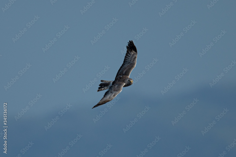 Extremely close view of a male hen harrier gliding while hunting, seen in the wild in North California
Extremely close view of a male hen harrier gliding while hunting, seen in the wild in North California