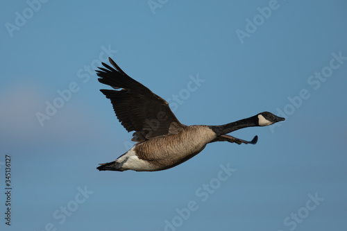 Canada goose flying, seen in the wild near the San Francisco Bay