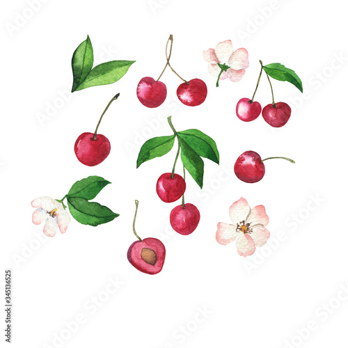 Set of fresh cherry berries, green leaves and white flowers on white background. Hand drawn watercolor illustration.