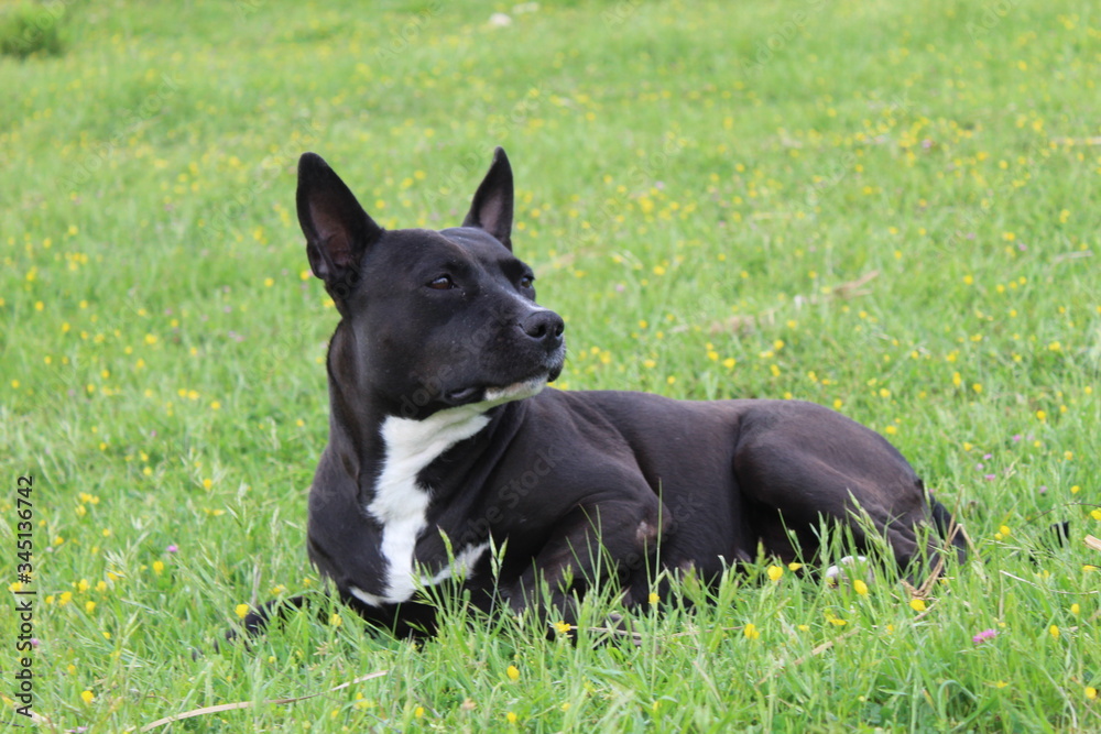 black portrait  terrier dog