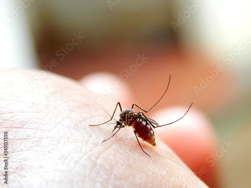The Blood thirsty mosquito  © Swaroop