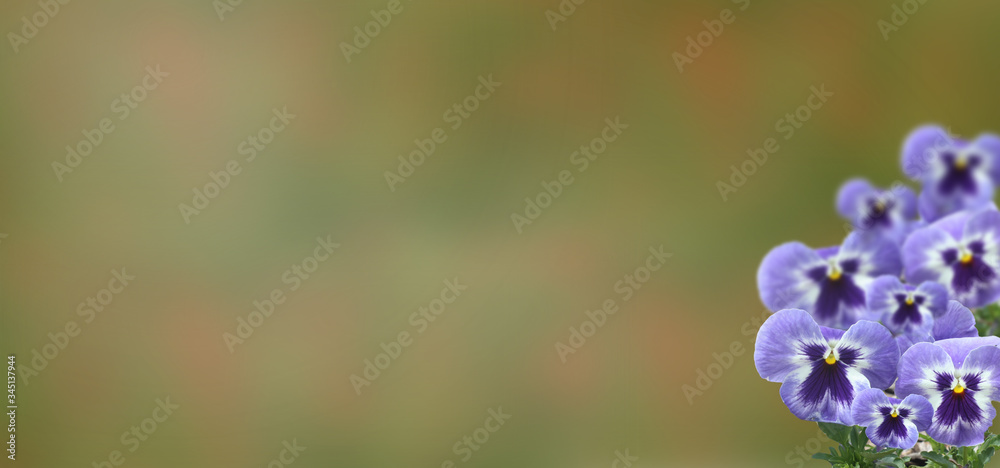 bouquet de pensées bleues ,sur fond nature