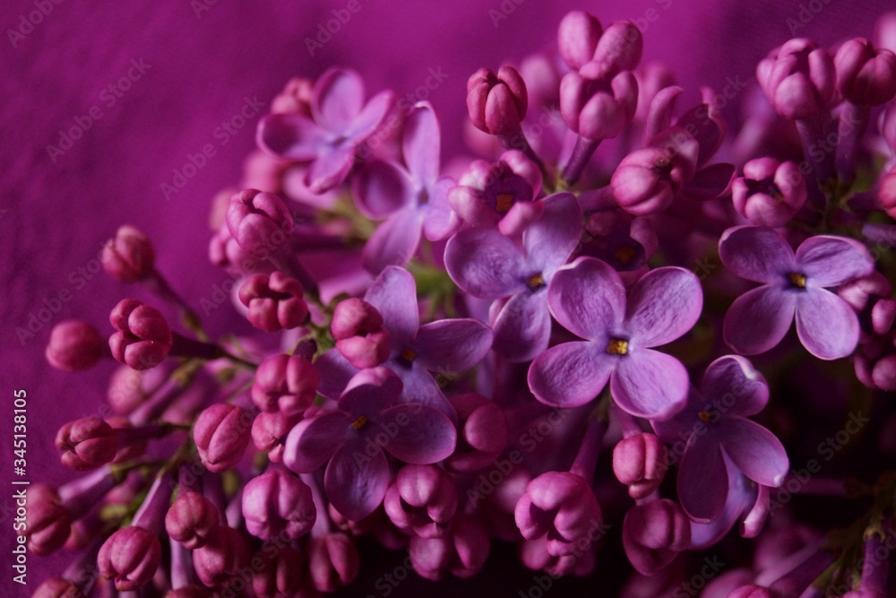 Spring flowers - purple lilac (Syringa vulgaris)