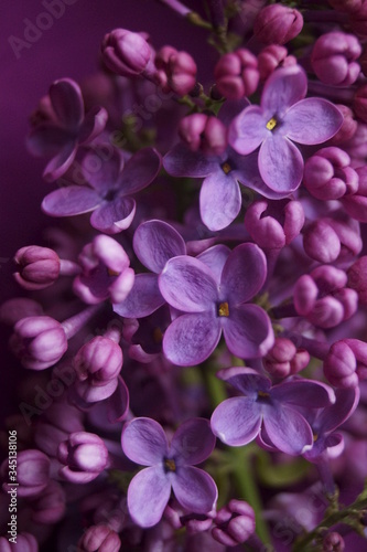 Spring flowers - purple lilac  Syringa vulgaris 