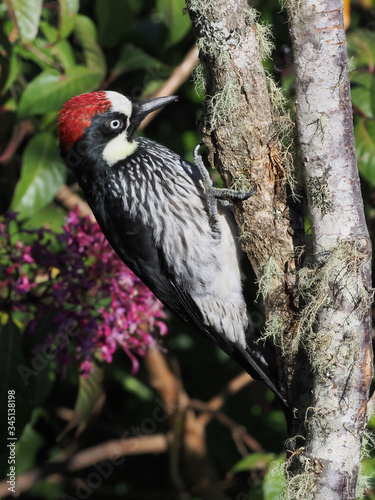 Eichelspecht (Acorn woodpecker - Melanerpes formicivorus)