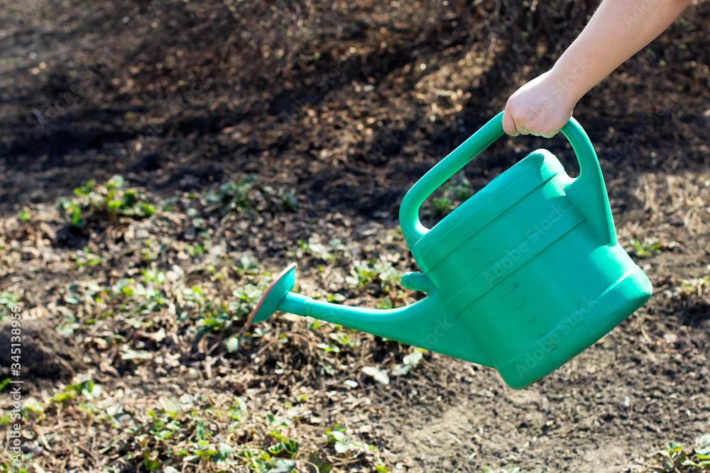 A female hand holds a watering can, watered the garden, the ground with water. For the growth of plants, seedlings. Spring planting, ecology A female hand holds a watering can, watered the garden, the ground with water. For the growth of plants, seedlings. Spring planting, ecology