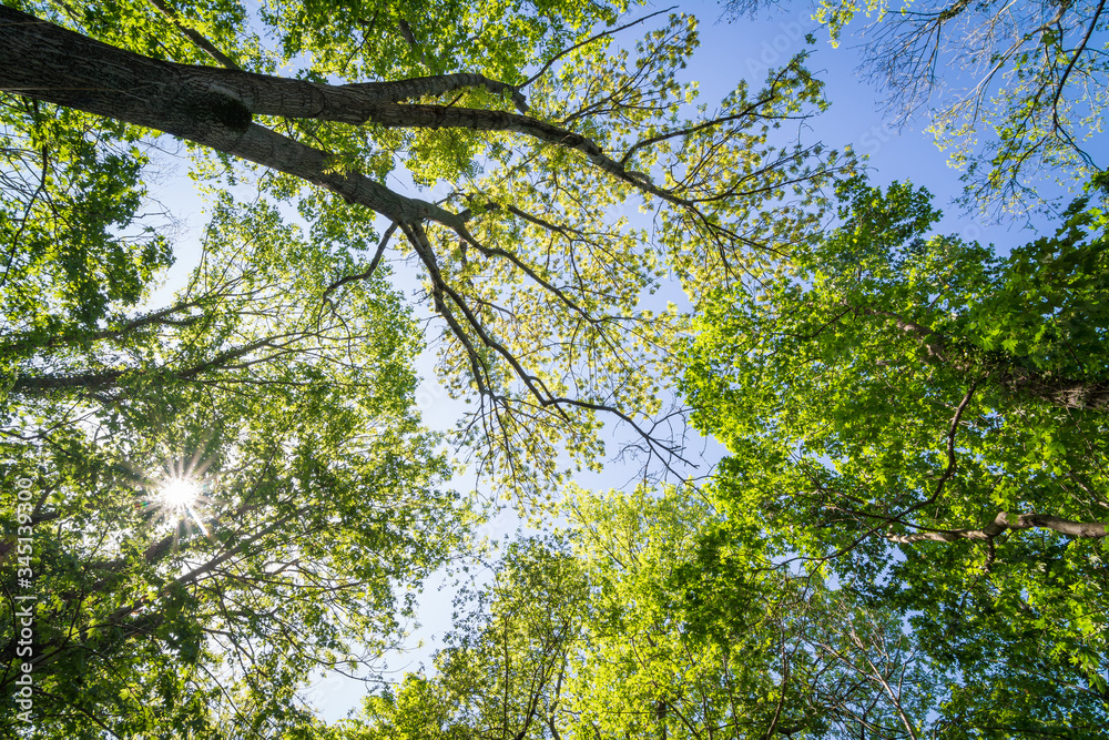 Obraz premium Bäume im Wald oder Park im Frühling