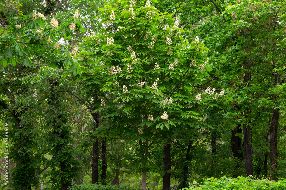 Beautiful flowers of horse chestnut. Spring candles chestnut. Spring flowers on a tree. Beautiful flowers of horse chestnut. Spring candles chestnut. Spring flowers on a tree.
