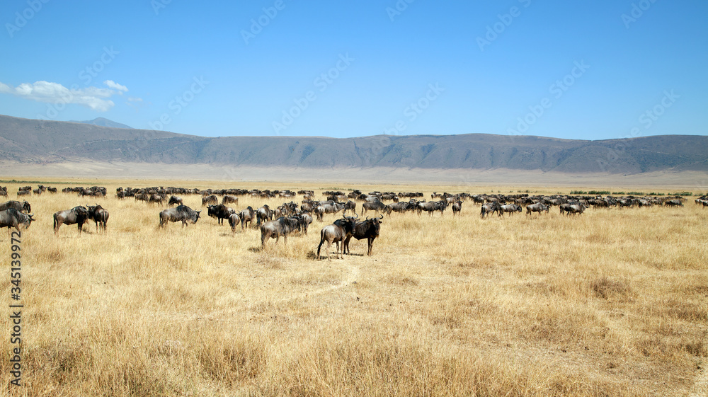 Gnus im Mgorongoro Krater in Tansania