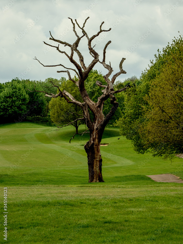 Fototapeta premium EMPTY GOLF COURSE