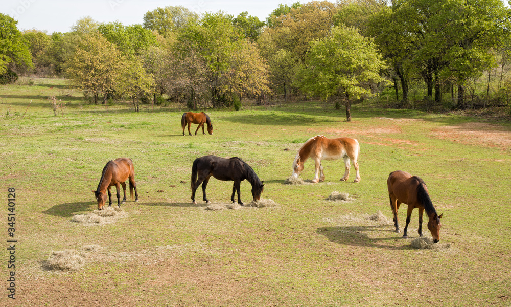 Aerial view of five horses eating their morning hay in spring pasture