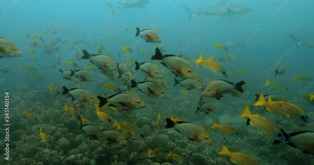 Underwater view of tropical fish swimming in the Pacific Ocean. Marine life with fishes near coral reef in the Sea. Diving in the clear water - 4K