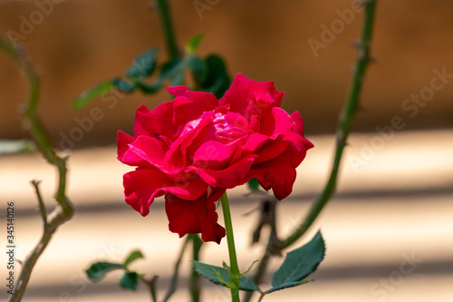 Rosa – Flor vermelha no pé de roseira.