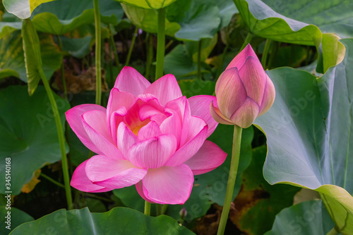 Large lotus flowers among green leaves