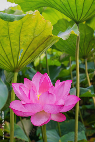 Beautiful lotus bloomed in the pond of Ueno Park  Tokyo  Japan