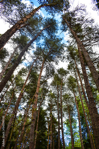 Trees under the blue sky