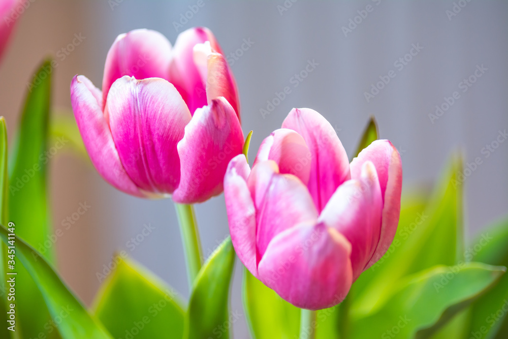 Fototapeta premium Pink tulips in the room