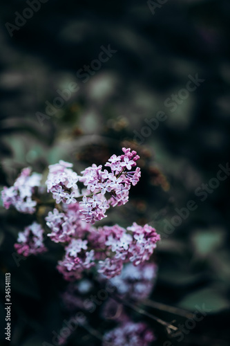 bright saturated flowers of lilac
