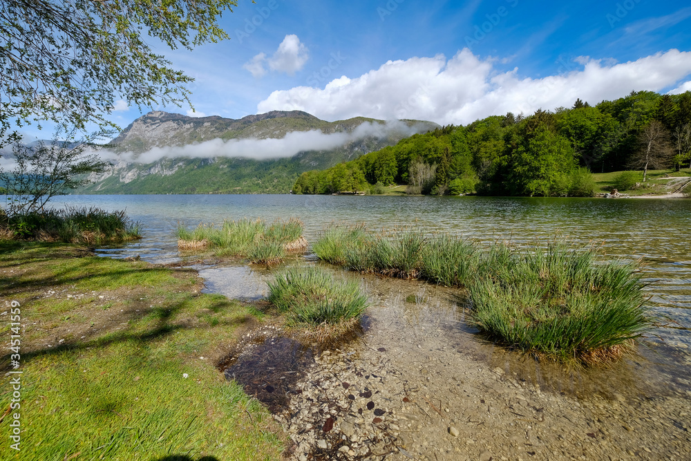 Beautiful green Bohinj lake shores Beautiful green Bohinj lake shores