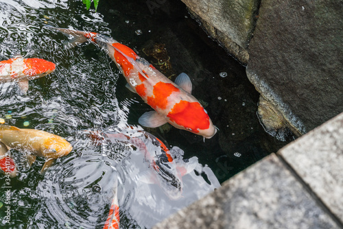 Multi-colored large carps swim in the pond of Ueno Park in Tokyo in summer