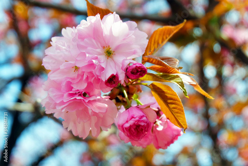 sakura
