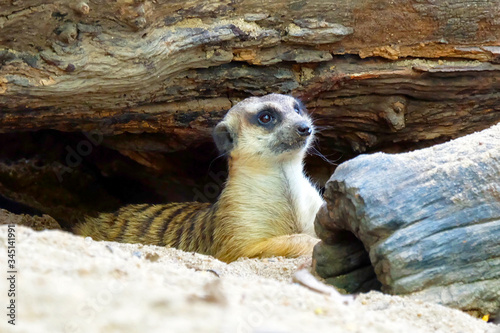 meerkat on the lookout