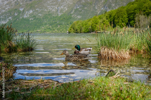 Ducks in clear waters of Bohinj lake © Vesna