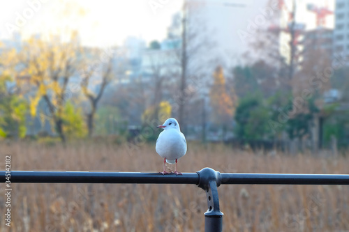 seagull on a fence