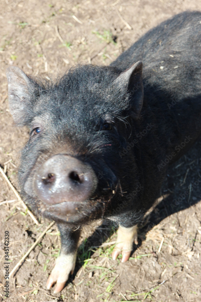 black mini pig with dirty snout close up when begging for food black mini pig with dirty snout close up when begging for food