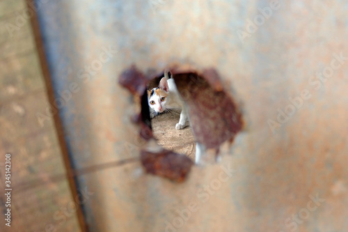 cat