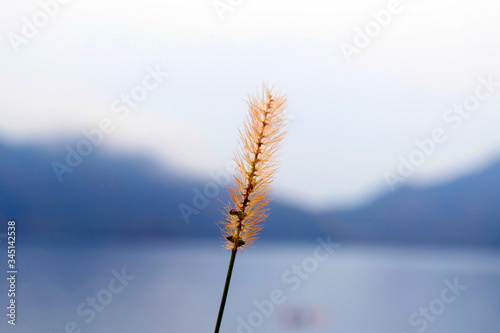 ears of wheat