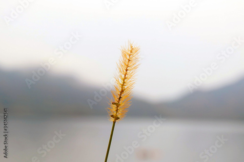ears of wheat