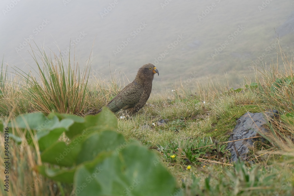 Kea Kea