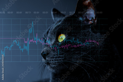 Economic crisis concept. Black cat looking at graphs with financial information on dark blue colored background.