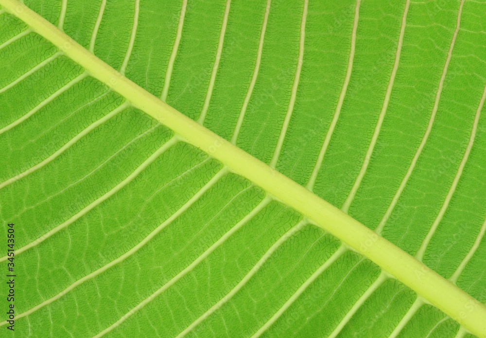Green leaves texture and background. Green leaves texture and background.