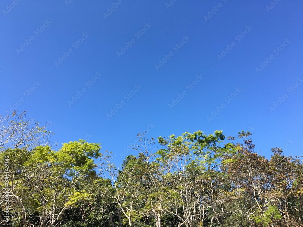 tree and sky