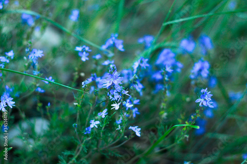 Blue little flowers in the middle of green grass