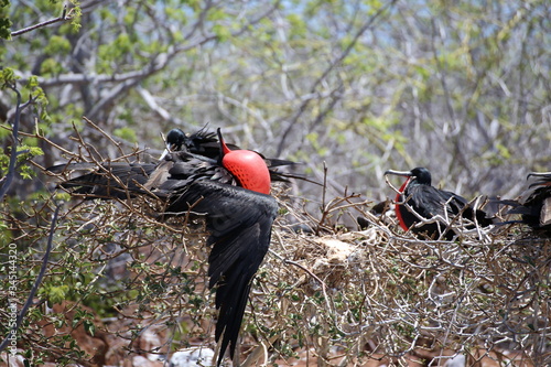 FREGATE  DU  PACIFIQUE / GALAPAGOS / ECUADOR photo
