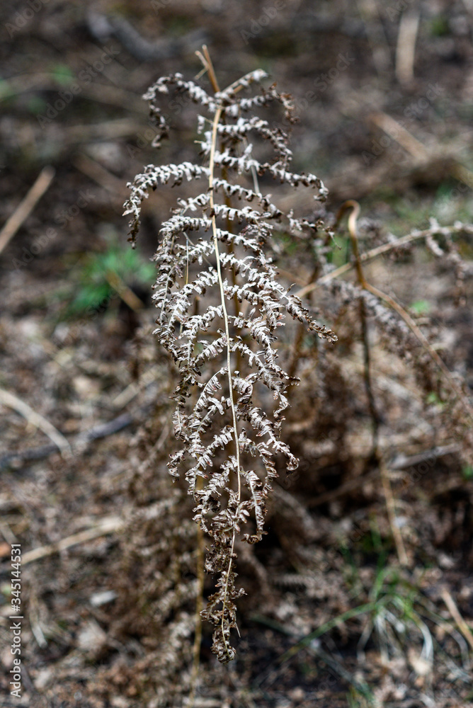 Fototapeta premium Dried fern leaves during drought in the forest.