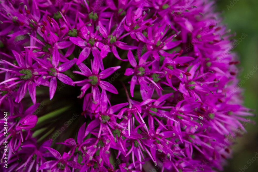 Purple flower close up and blur background Purple flower close up and blur background