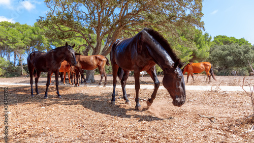 Group of beautiful horses (Menorquin horse) relax in the shade of the trees. Menorca (Balearic Islands), Spain