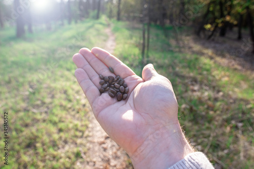 Acacia seeds in a hand on a background of nature. sun flare. environmental concept. photo